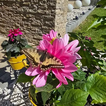 Casa vacanze Domasa David