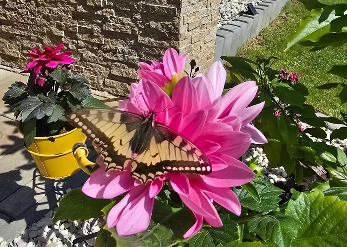 בית נופש Domasa David